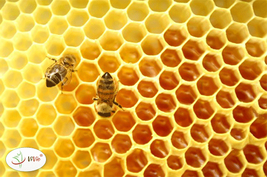 pszczoly Miód spadziowy – dlaczego warto go spożywać?  