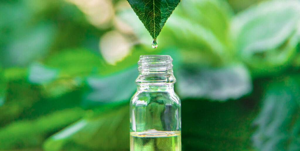 olejek-drzewo-herbaciane-1024x517 Olejek z drzewa herbacianego – zastosowanie, właściwości, gdzie kupić