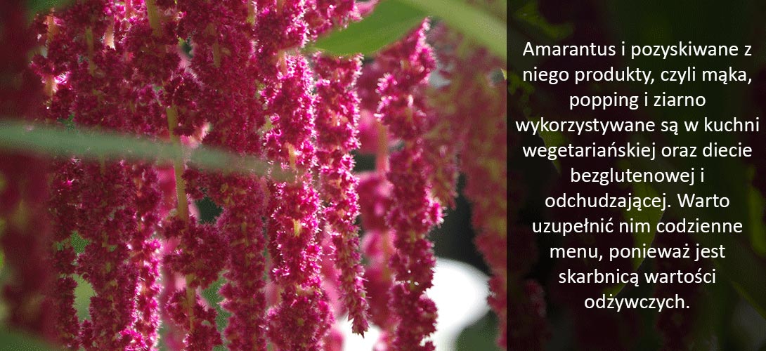 amarantus Amarantus na każdą okazję – sprawdź zastosowanie szarłatu w kuchni! 