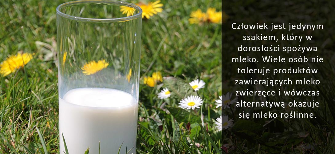 mleko-roslinne Mleko krowie vs. mleko roślinne 